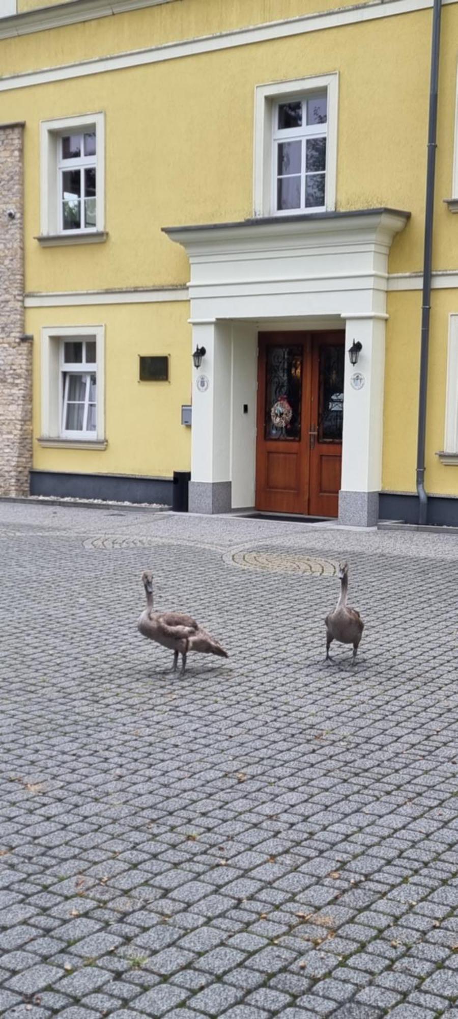 Palac Lucja Bb Zakrzów Extérieur photo